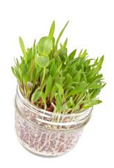 Patch of Grass Growing in a Little Jar