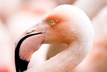 Abwaschbare Fototapete Flamingo Flamingo
