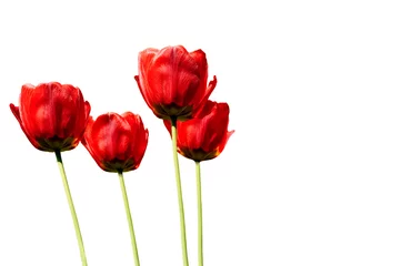 Selbstklebende Fototapete Tulpe tulipan