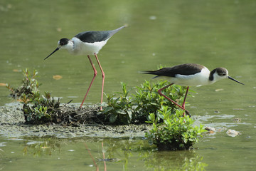 pair Blackwinged stilt near water