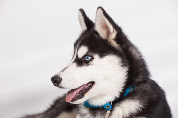 Husky in studio