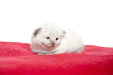 Two week old kitten on red blanket