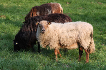 Schafe auf Weide