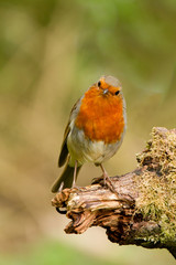 Robin redbreast perched on a branch