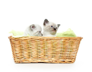 Two kittens in a basket