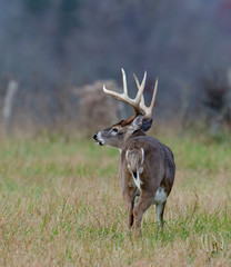 Whitetail deer buck in a foggy field