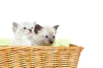 Two kittens in a basket