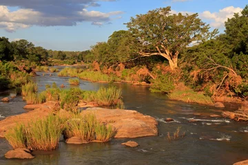 Fotobehang Kruger nationaal park © Andreas Edelmann
