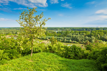 Fototapeta na wymiar Beautiful view at the trees in the wood by the Danube river in