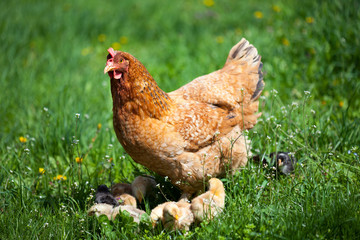 Chicken with babies