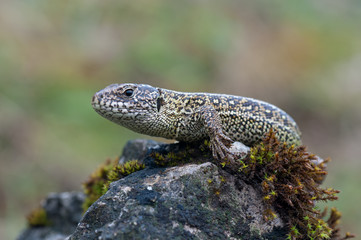 sand lizard
