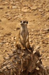 Fototapeta premium Suricata