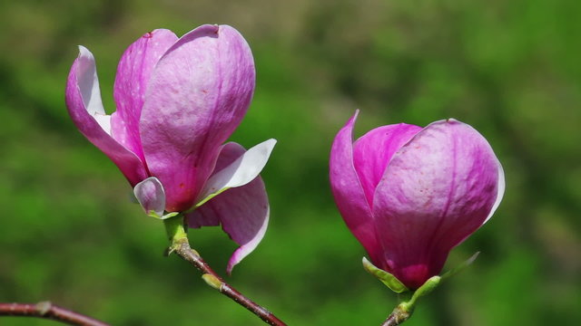 Pink abloom magnolia flower closeup shot, 2 views