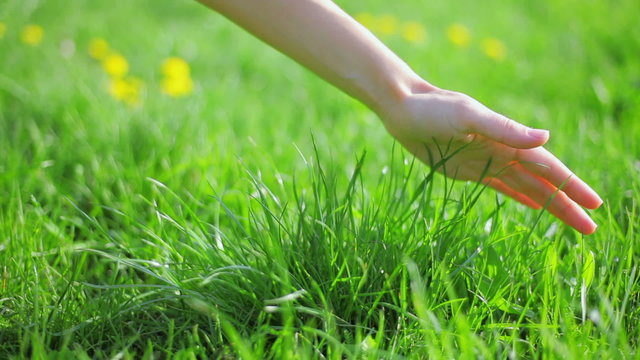 Fresh new green grass caressed by woman hand, closeup view