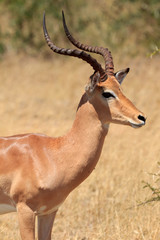 Impala