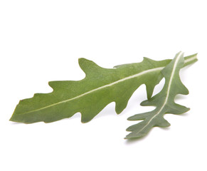 Fototapeta premium Sweet rucola salad or rocket lettuce leaves