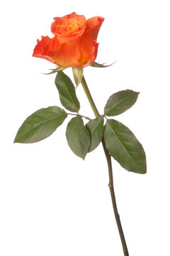 Fototapeta Orange rose