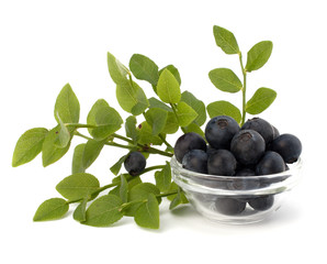 Blue bilberry or whortleberry