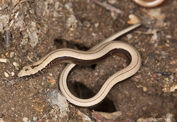 Slowworm, angius fragilis