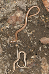 Slowworm, angius fragilis