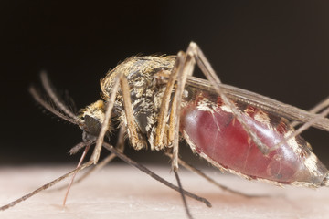 Mosquito sucking blood, extreme close up