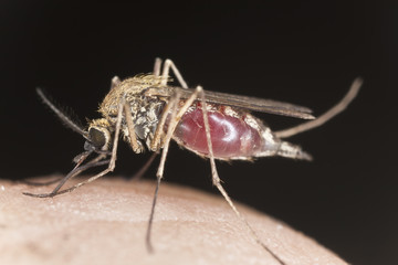 Mosquito sucking blood, extreme close-up with high magnification