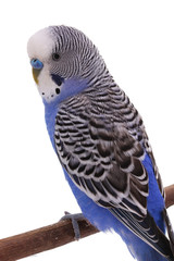 bird