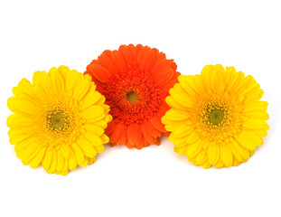 Beautiful daisy gerbera flowers