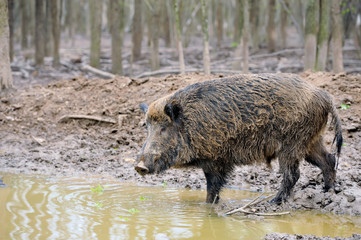 Wild boar
