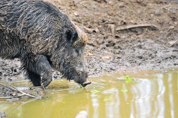 Wild boar