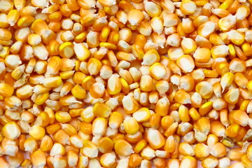 Yellow corn background