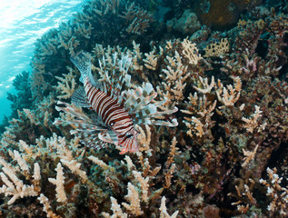 Devil firefish in the Red Sea, Egypt.