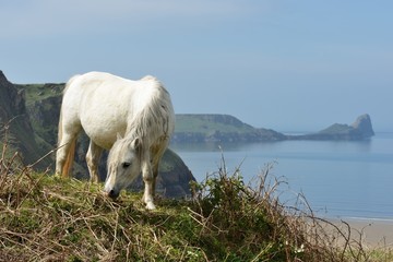 Worm head Rhossili