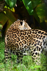 Fototapeta na wymiar Gujana - Animaux - Jaguar