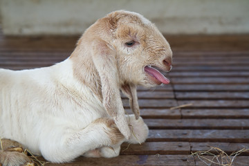 Newly born goat.