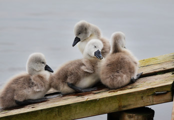 Family of Cygnets huddled together