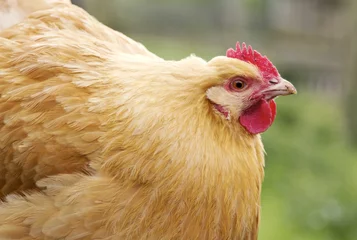 Crédence de cuisine en verre imprimé Poulet Close up image of Orpington chicken hen