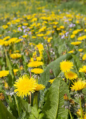 Field of yellow dandelion flowers