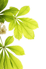 Fresh chestnut leafs