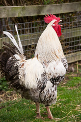 Cockerel crowing