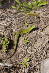lizard