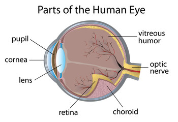 Human eye