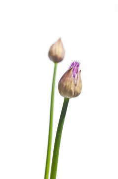 Schnittlauch Blüte