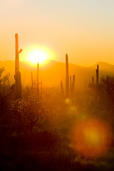 sunset in Saguaro National Park, Arizona, USA - obrazy, fototapety, plakaty