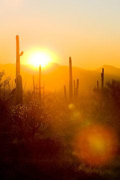 sunset in Saguaro National Park, Arizona, USA