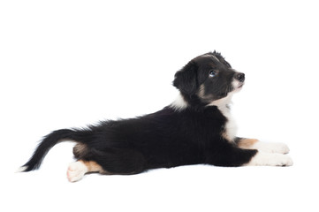 Border Collie puppy, 7 weeks old isolated on the white
