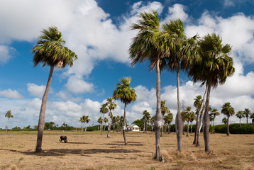 Palmiers endémiques de Cuba