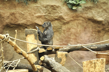 Gorila doing exercises