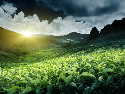 Tea plantation