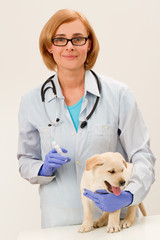 Obraz na płótnie Canvas Weterynarz daje szczepionkę do labrador puppy